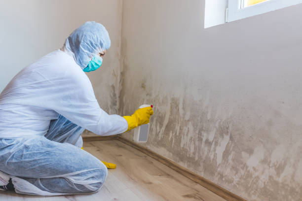 Licensed Mold Remediation service in Westwood, MI - WQB Mold Removal